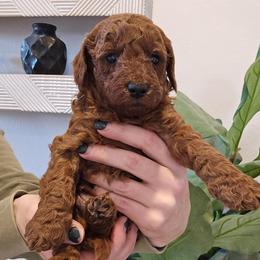 Gucci - Red  male Goldendoodle puppy in Fordland, Missouri from K&K's Puppy Kingdom