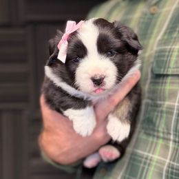 Rosemary - Black tri female Miniature American Shepherd puppy in Riverton, Utah from Iron Spirit Homestead & Aussies