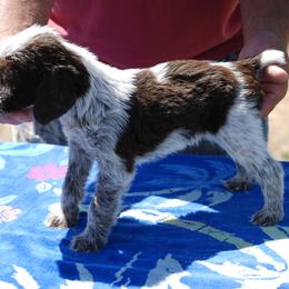 Spinone Italiano Puppies from Boe Dogs