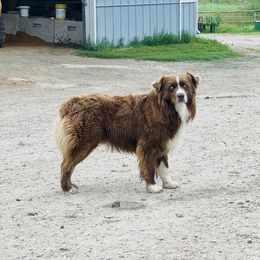 Case - Australian Shepherd