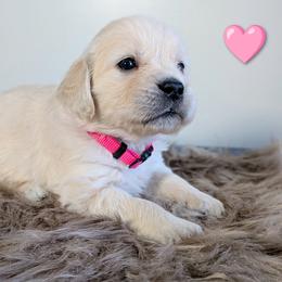 Girl 1 - female Golden Retriever puppy in Rotterdam, New York from Sweetwater Goldens