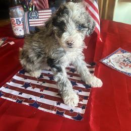 Penny, 6 weeks old - Blue merle and white female Sheepadoodle puppy in Crawford, Colorado from Saddle Mountain Doodles