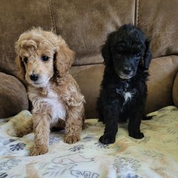 Poodles from Sosebees Mini and Moyen Poodles