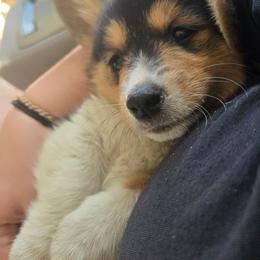 Pink - Black and tan female Pembroke Welsh Corgi puppy in Necedah, Wisconsin from The 6Ks Paws and Hobbies