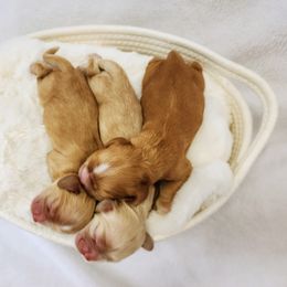 Cocker Spaniel Puppies from Lupine Cocker Spaniels