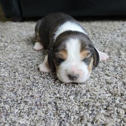 Roy - Black tan and white male Beagle puppy in Greenwood, Missouri from Nukee Beagles and Corgis