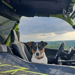 Tink - Russell Terrier