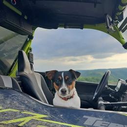 Tink - Russell Terrier