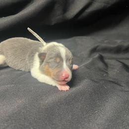 Girl 5 - Blue female Pembroke Welsh Corgi puppy in Ocala, Florida from Dolan Farms Corgis