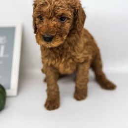 Buddy - Red  male Goldendoodle puppy in O'fallon, Missouri from Rockin R Doodles