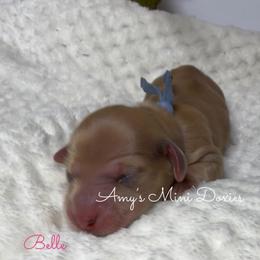 Belle - Red female Dachshund puppy in Jena, Louisiana from Amy’s Mini Doxies