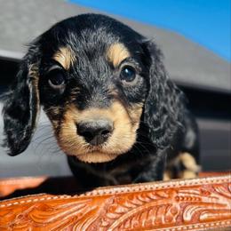 Padrig - Black and cream male Dachshund puppy in Altus, Oklahoma from Johnson Prairie Pups