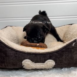 Archie - Black male Pug puppy in Shady Hills, Florida from Premium Pugs