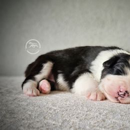 Australian Shepherd Puppies from Taneum Creek Australian Shepherds