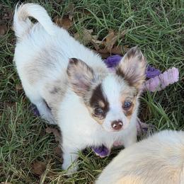 Stuart - Merle male Chihuahua puppy in Seneca, Missouri from Stephanie’s Puppy Colony