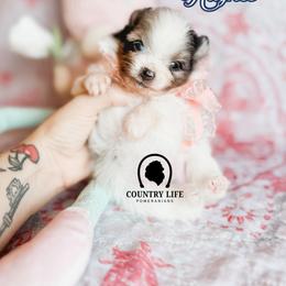 Boy 1 - Hughes - Blue merle male Pomeranian puppy in Idaho Falls, Idaho from Country Life Pomeranians