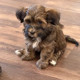 Girl 3 - Red female Havanese puppy in Greeley, Colorado from Just be Havanese