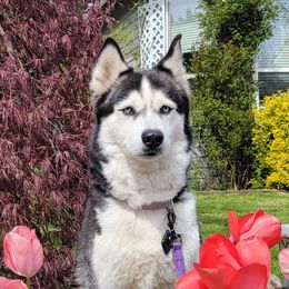 Denali - Siberian Husky