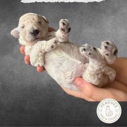 Cookie - Cream female Labradoodle puppy in Kingman, Arizona from The Dood Ranch