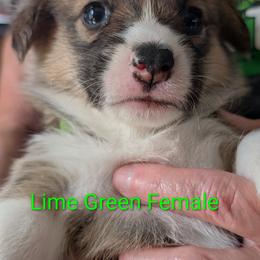 Girl 2 - Lime Green Collar - Sable female Pembroke Welsh Corgi puppy in Alexandria, Minnesota from Tammy Gorham Corgis