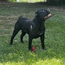 Maverick - Cane Corso