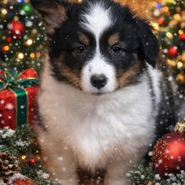 Addison - Black and tan female American Corgi puppy in Hico, Texas from Chisholm Trail Kennels