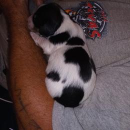 Dachshund Puppies from Write Breed Doxies