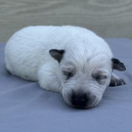 Rosita - Red mottled female Australian Cattle Dog puppy in Seneca, Missouri from MO Morningstar Heelers