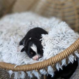 Hazelnut - Black tri female Miniature Australian Shepherd puppy in Killen, Alabama from Wilkers Wholehearted Mini Aussies