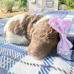 Lily - Parti female Poodle puppy in Meadowbrook, California from Standard Poodle Pups