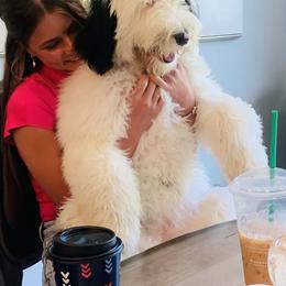 Sheepadoodle All Grown Up from The Artman Family