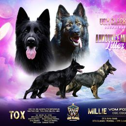 German Shepherd puppies from Vom Clark’s German Shepherds