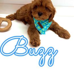 Buzz - Red male Cavapoo puppy in Buford, Georgia from Petite Posh Puppies