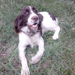 Ellen Louise - English Springer Spaniel