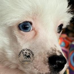 Remy - Black and white male Chinese Crested puppy in Port Charlotte, Florida from Chinese Checkers Chinese Cresteds
