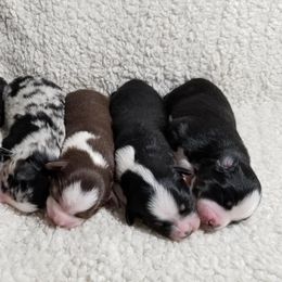 Miniature Australian Shepherd Puppies from Klatt's Mini Aussies