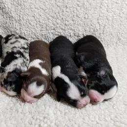Miniature Australian Shepherd Puppies from Klatt's Mini Aussies