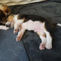 Harrier Puppies from Darkfire Harriers