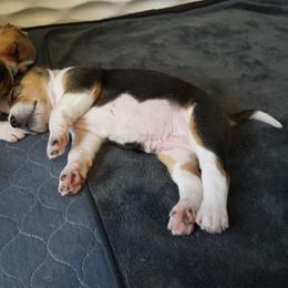 Harrier Puppies from Darkfire Harriers