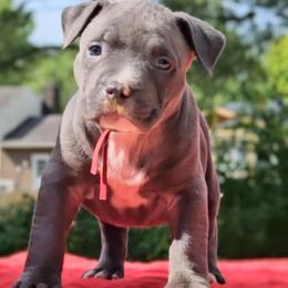 Flo-Jo red collar female - American Bully puppy from Deuce's Den