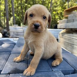 Teal Collar (Fox Red Male) - Yellow male Labrador Retriever puppy in South Carolina from Southern Pine Labradors