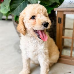 Labradoodle Puppies from M4 Doodles