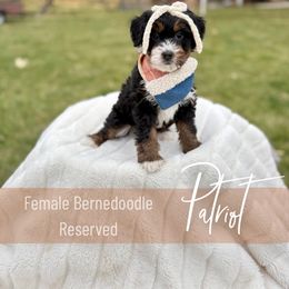 Patriot - Tri-color female Bernedoodle puppy in Buda, Illinois from Hamilton Farm Doodles