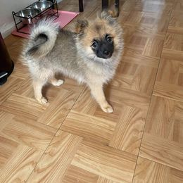 Pomeranian Puppies from KB Pom Pups