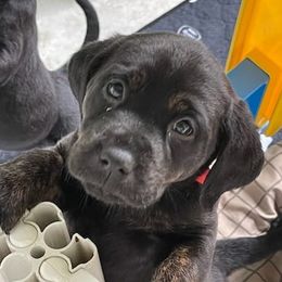 Labrador Retrievers from Journey Red Fox Labs