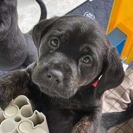 Labrador Retrievers from Journey Red Fox Labs