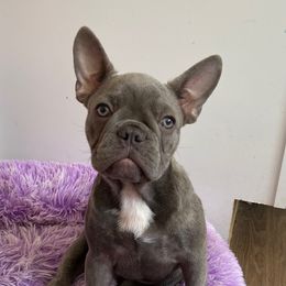 Sophia - Blue female French Bulldog puppy in Blountstown, Florida from Fairytale French Bulldogs of Florida