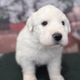 Great Pyrenees Puppies from Outlaw Acres Farm & Kennels