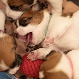 Golden Retriever and Jack Russell Terrier Puppies from Shelby Burleson's Golden Retrievers and Jack Russell Terriers