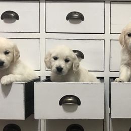 Goldendoodle and Golden Retriever Puppies from Utah Goldens